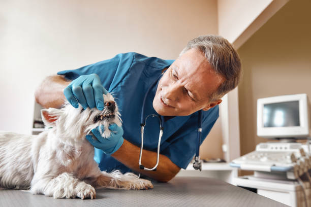 Best 24-Hour Emergency Dental Care in South Amherst, OH